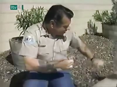 Cat Attacks Cop