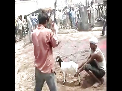 harrowing and uncomfortable! Killing lambs