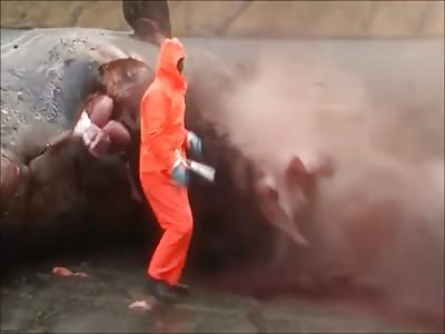 Sperm Whale Explodes in Faroe Islands