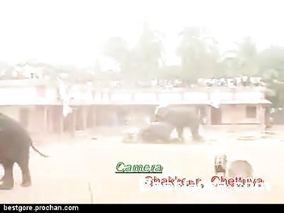 Enraged Elephant Goes on Rampage