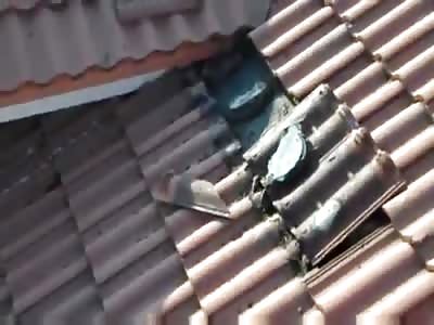  Bat Infestation Under Roof Tiles