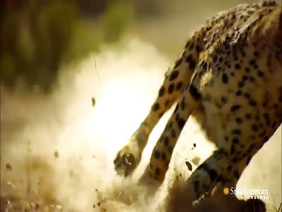 Why you cannot out run a Cheetah.