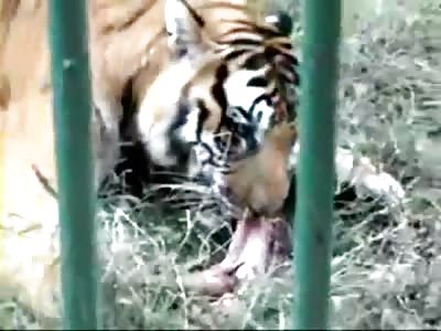 Tiger Eats Mans Arm After Ripping It Off !