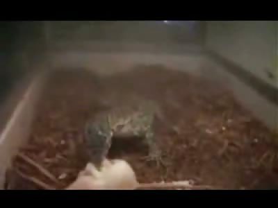Monitor Lizard - Feeding Time (Juicy Rat)