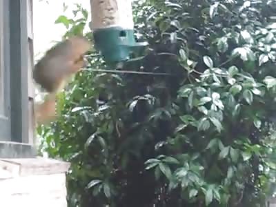 Fun with squirrel