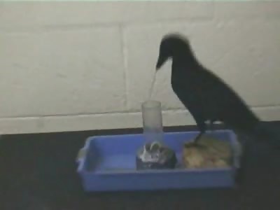 Smart crow...I am selling my parrot...anyone?