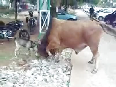 Bull vs Goat. And the winner is.....