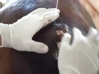 Popping The Horse Pimple