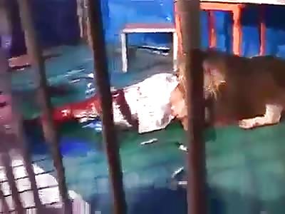 Lion eating man alive in the circus