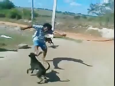 Fight of one man against several dogs.