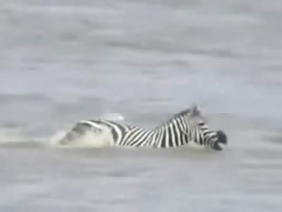 graphic video of zebra disemboweled by crocodile