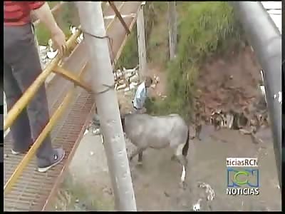 Man and Horse fall from bridge 