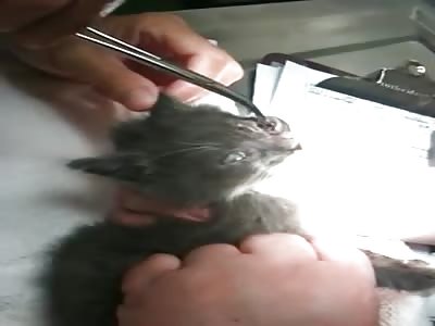 Cat with a huge larva in his eye socket