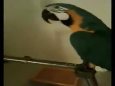 The WTF Parrot