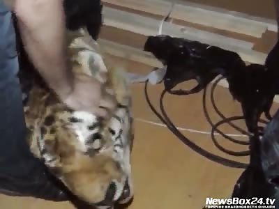 Two residents of Ussuriysk appear before the court for the sale of tiger skins