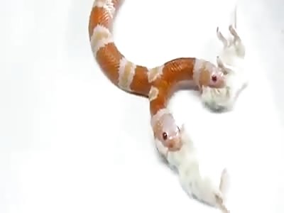 SNAKE EATING TWO RATS AT THE SAME TIME?!?