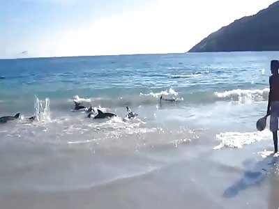 30 DOLPHINS STRANDING AND INCREDIBLY SAVED IN BRAZIL