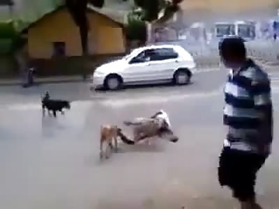 MAN SUFFERING FROM VODKALEPSY IS PROTECTED BY DOGS.