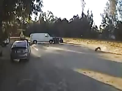 Rottweiler saving a chihuahua from coyote attack.