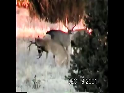 Mountain lion killing deer