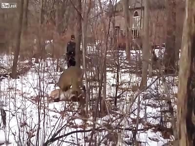 Police taser against a deer.