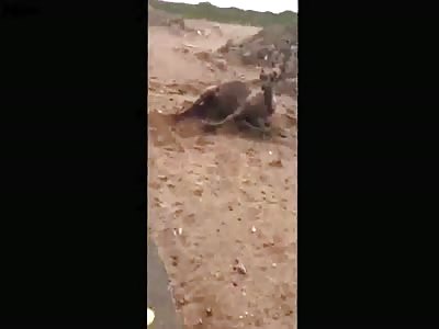  Tragic accident between a car  and 12 camels  