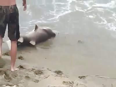  Bull Shark Reeled in on North Carolina Beach 