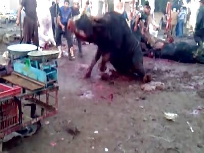 Bull Slaughter