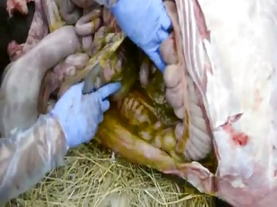 Friesian Horse Autopsy