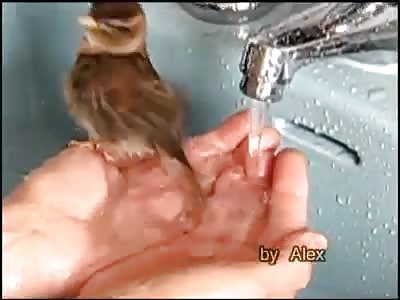 sparrow takes a bath