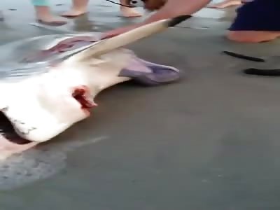 Dead shark female gives a surprise