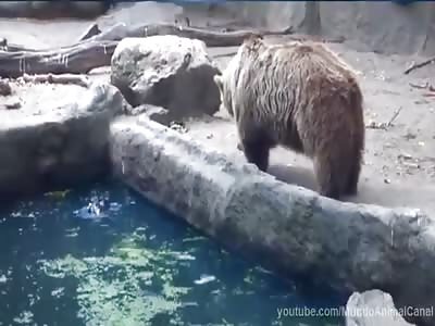 Bear lowers his bird