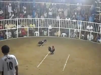 Cock fight in shit hole country