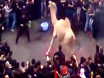Camel gushes blood while trampling rag heads