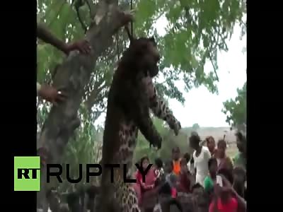 India: Leopard killed and strung up after attacking villagers
