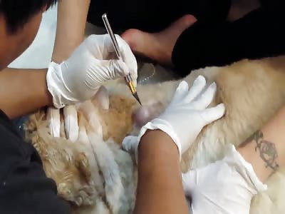 Pooch's Pussy Cyst!