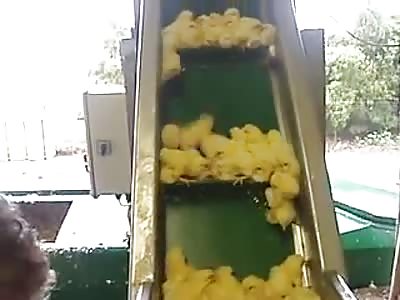 Chicks Making Their Final Journey!