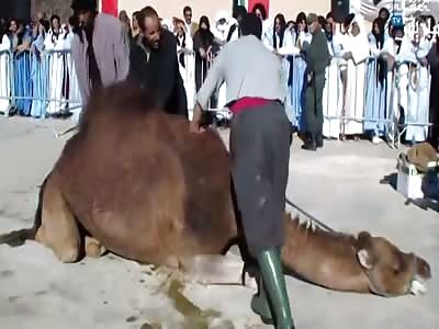 Muslims Slaughtering a Camel!