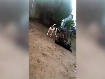 pit bull fighting arrest