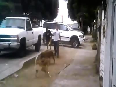 pit bull attack and mauls small dog, Mexico