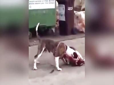 pit bull attack and mauls small dog on the street