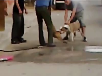 pit bull attack and kill small dog