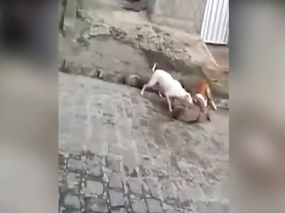 pit bulls attack and mauls small dog