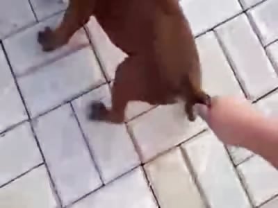 pit bulls puppies aggression