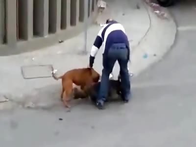 pit bulls and their owner attack and mauls small dog on the street