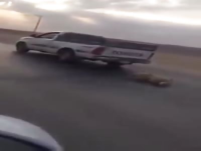  Dog dragged by a car