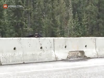 Black bear rescues her cub stuck in busy highway traffic.