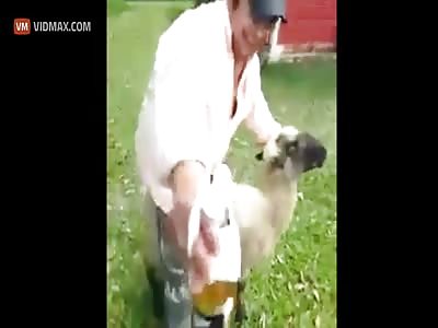 Drunk guy rides a sheep then pays the price.