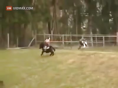 Ostrich attacks little girl on a pony.