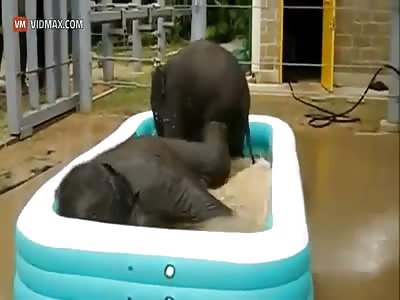2 Baby elephants play together in a kiddie pool